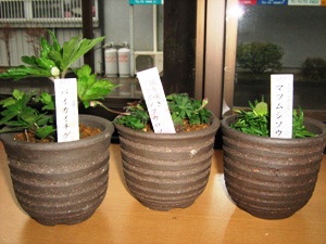 e0097615_1110251.jpg