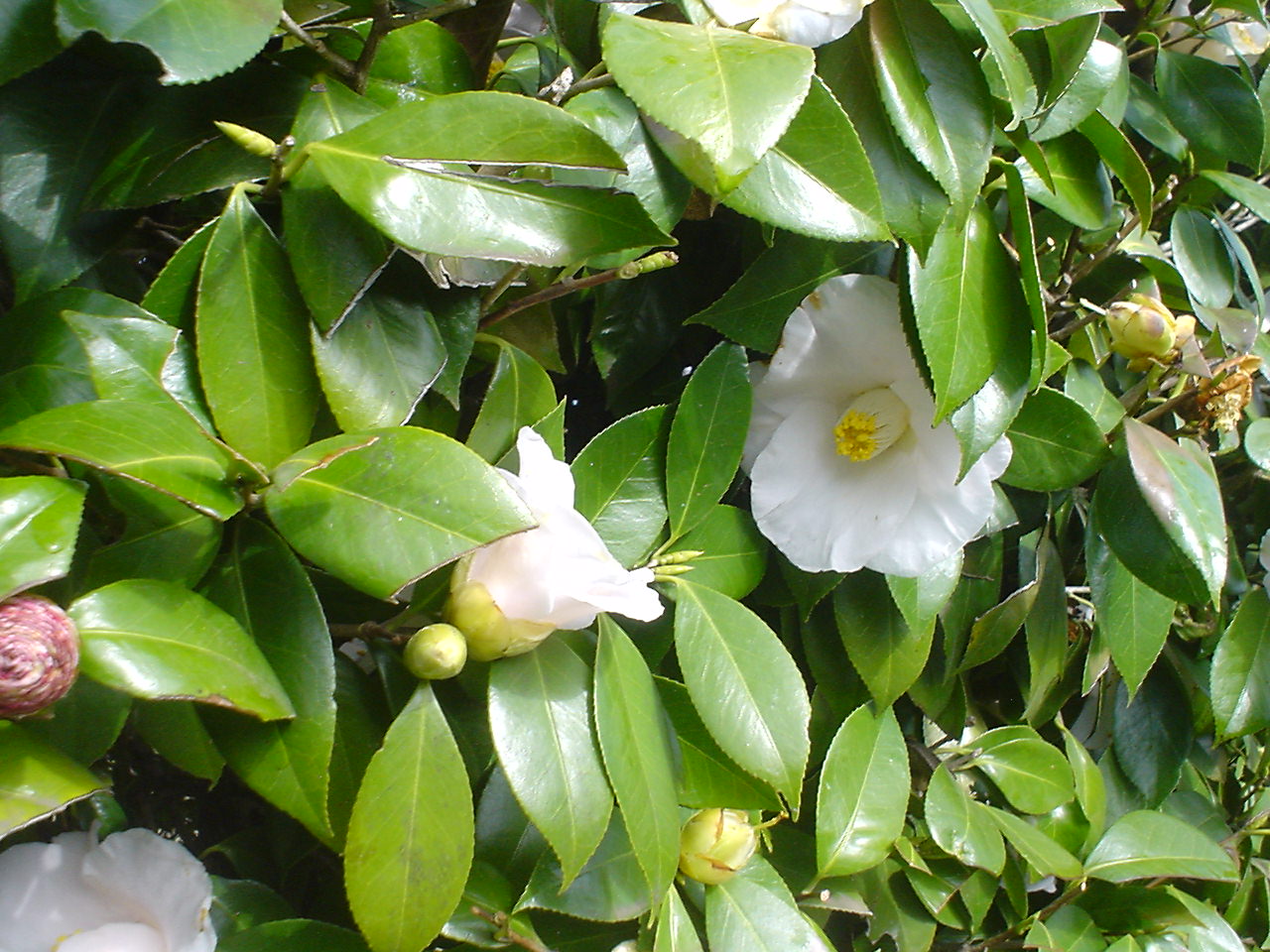 c0150520_2334499.jpg