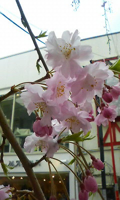 e0002020_18354879.jpg