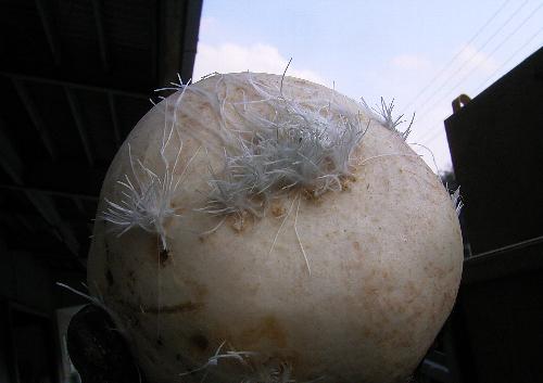 c0072843_18194125.jpg