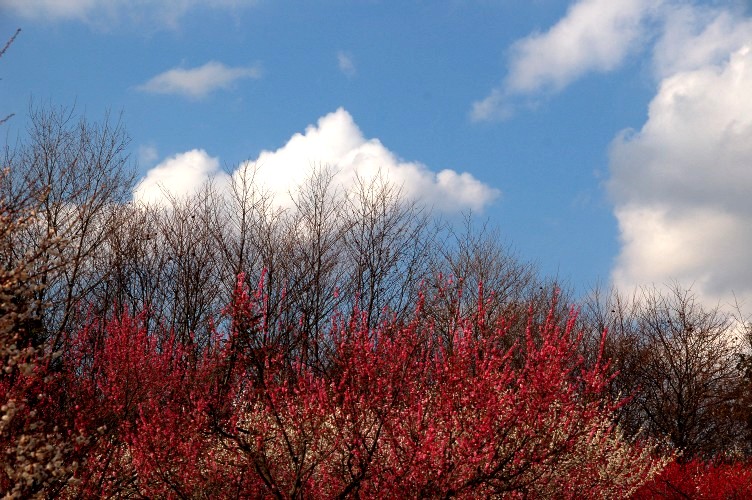 e0009147_1816515.jpg