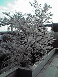 c0125094_8544975.jpg