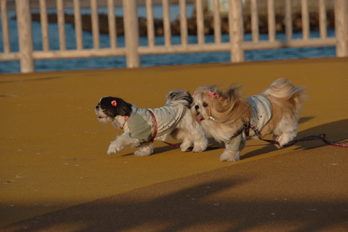 e0050801_064396.gif