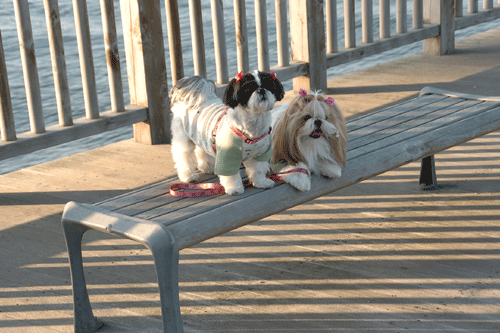 e0050801_071610.gif