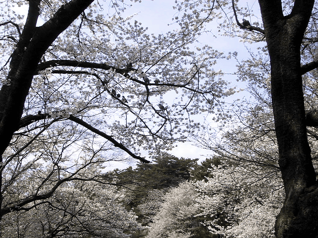 a0006605_23171017.gif