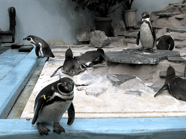 a0006605_23182878.gif