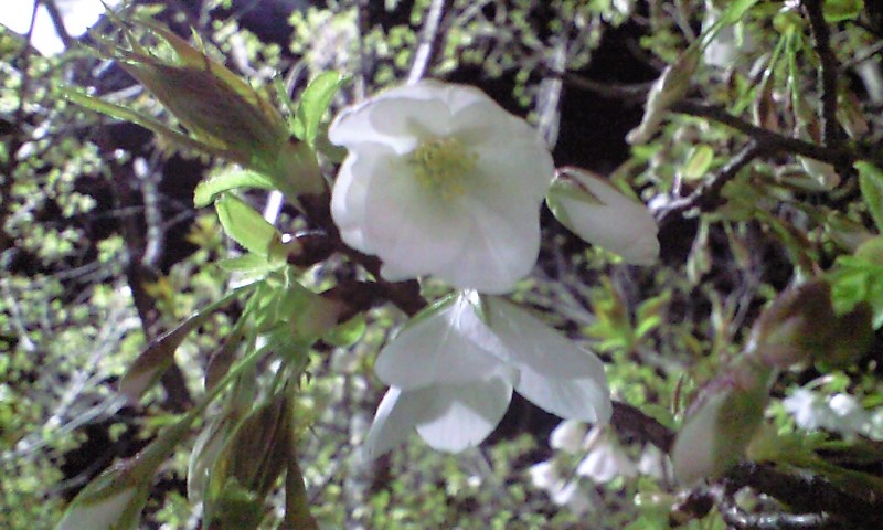d0000607_1831685.jpg