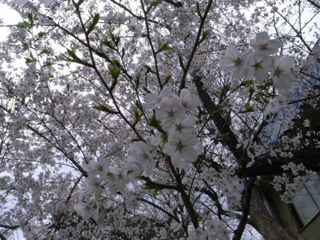 c0056315_1473573.jpg