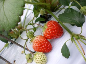 c0081227_461639.jpg