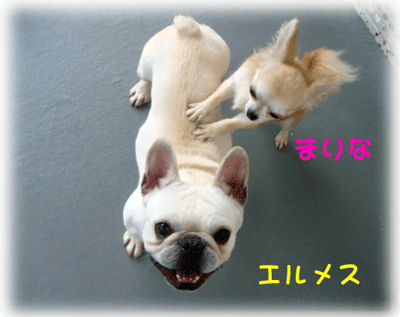 b0078030_20304317.gif