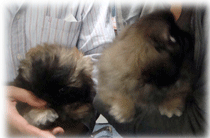 b0078030_20474823.gif