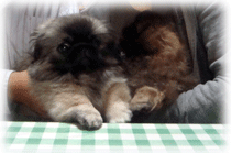 b0078030_20485660.gif