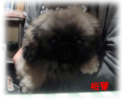 b0078030_20495897.gif