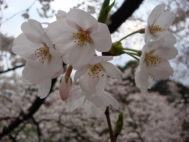 a0046339_20482694.jpg