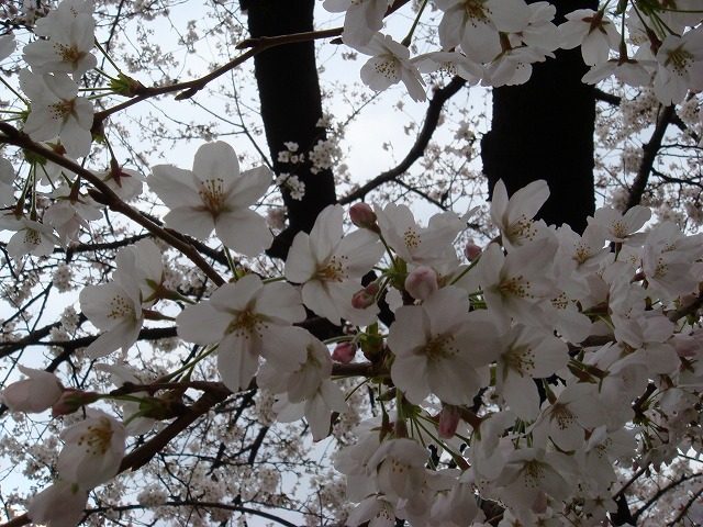 a0046339_20484911.jpg