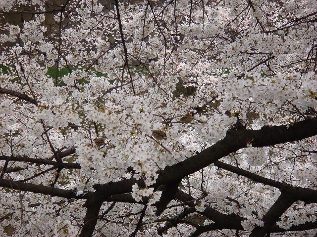 a0046339_2123894.jpg
