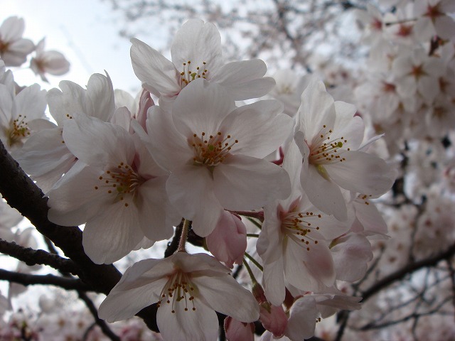 a0046339_21414136.jpg