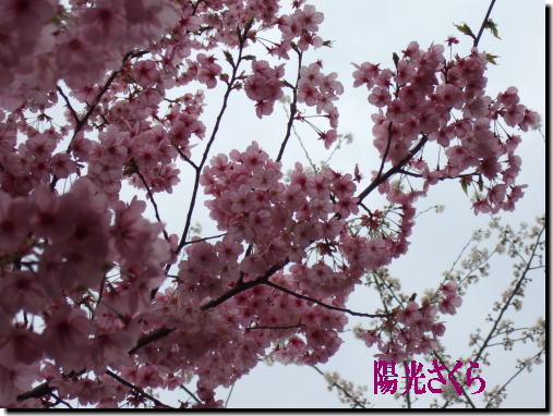 ヨウコウ桜