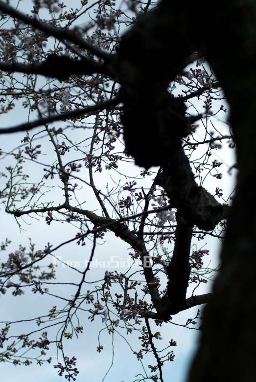 c0123759_2053760.jpg