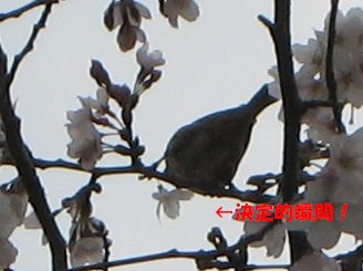 a0065062_15421022.jpg