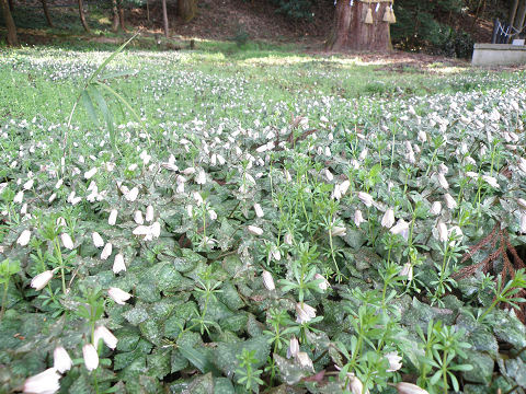 c0002874_2135442.jpg
