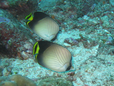 a0002177_1539177.jpg