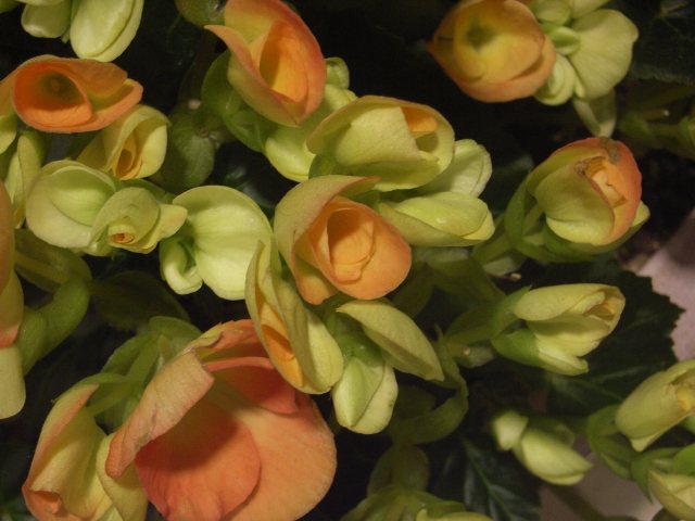 e0130986_1024174.jpg