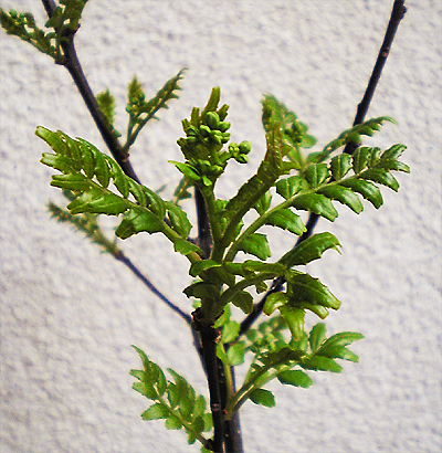 d0020789_7583080.jpg