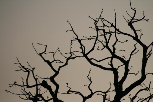 e0100589_132751.jpg