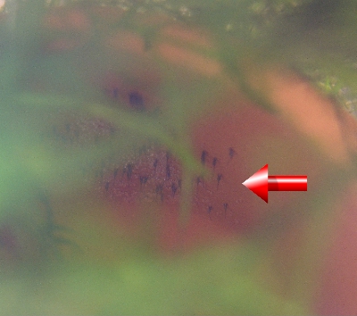 c0074591_2154147.jpg