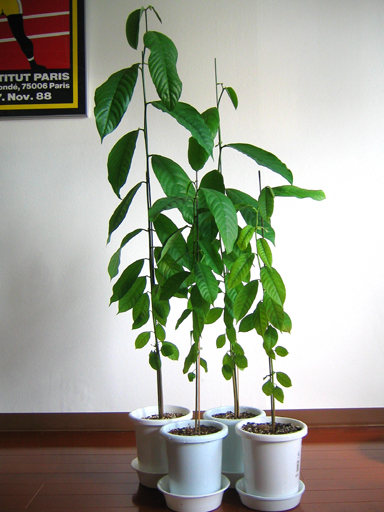 シャカトウ(バンレイシ)の苗, sugar apple seedlings
