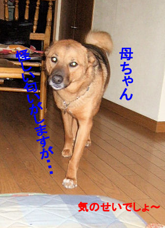 b0087400_0311182.jpg