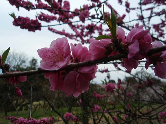b0055202_21503839.jpg