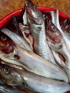 a0101715_23565790.jpg