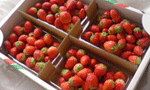 a0062324_20584532.gif