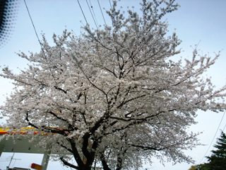b0027524_211586.jpg