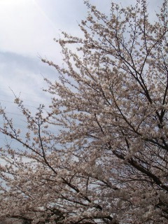 d0134625_10512731.jpg