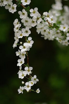 c0093830_22314853.jpg