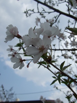 c0149233_11734.jpg