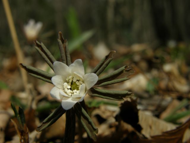 e0145033_749368.jpg