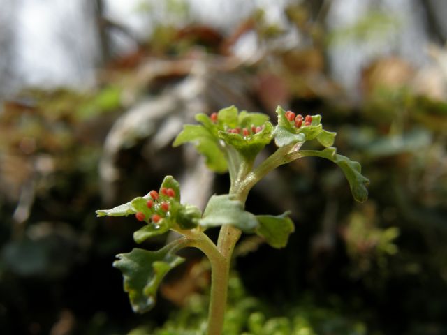 e0145033_814411.jpg