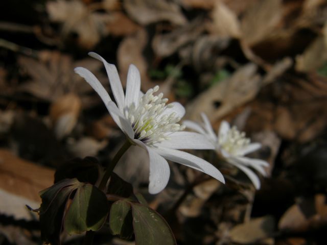 e0145033_821647.jpg