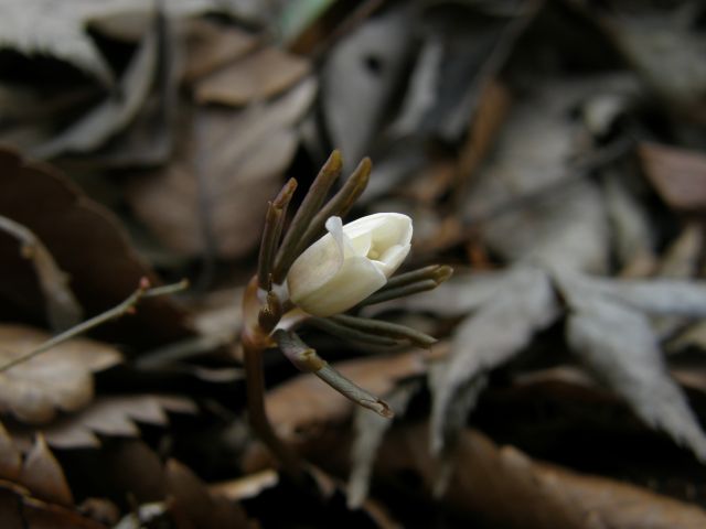 e0145033_83970.jpg