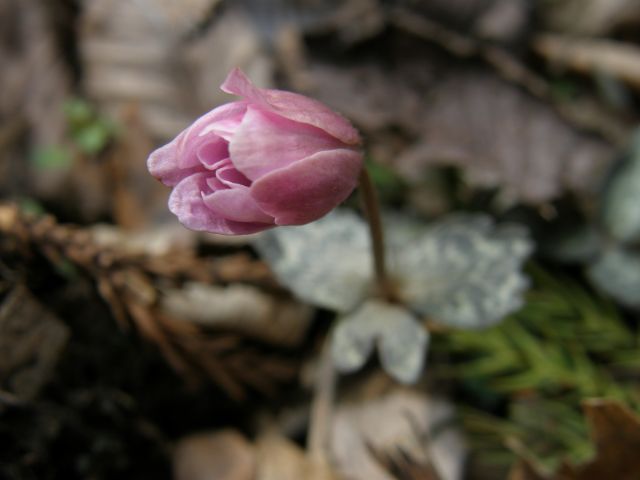 e0145033_8412100.jpg