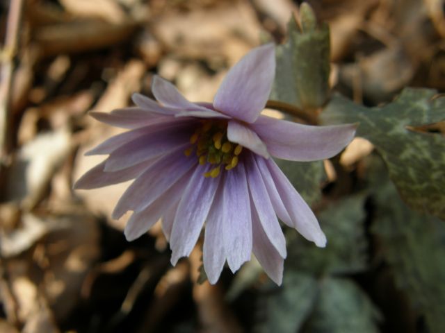 e0145033_851972.jpg