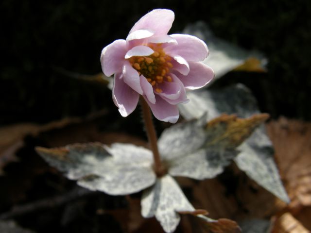 e0145033_85335.jpg