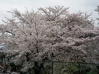 c0123149_18215513.jpg