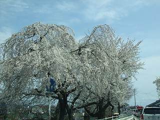 a0104162_16331467.jpg