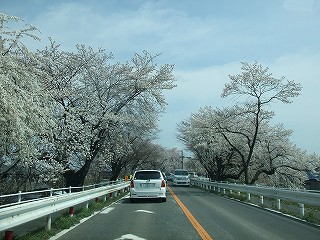 a0104162_1633336.jpg