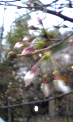 b0073782_9182957.jpg